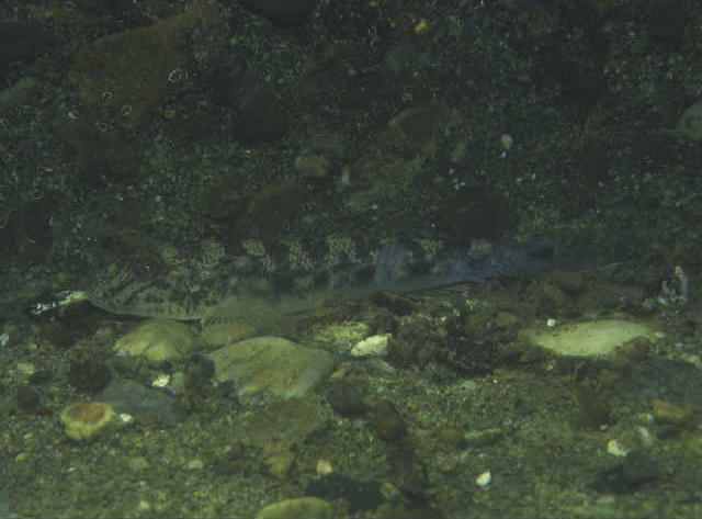 Acanthogobius flavimanus